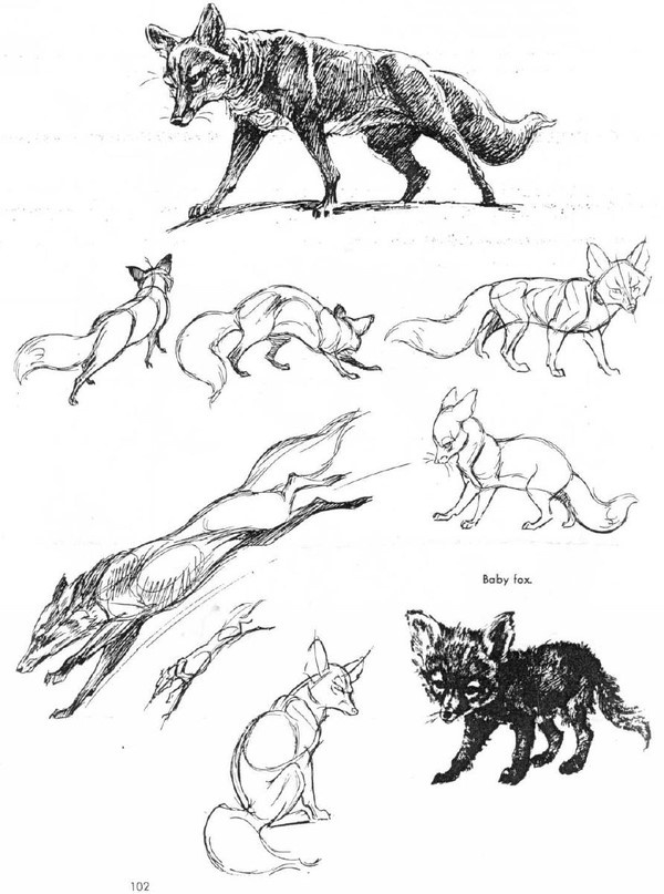 斑玛豹子野马兔子CG动物结构素描